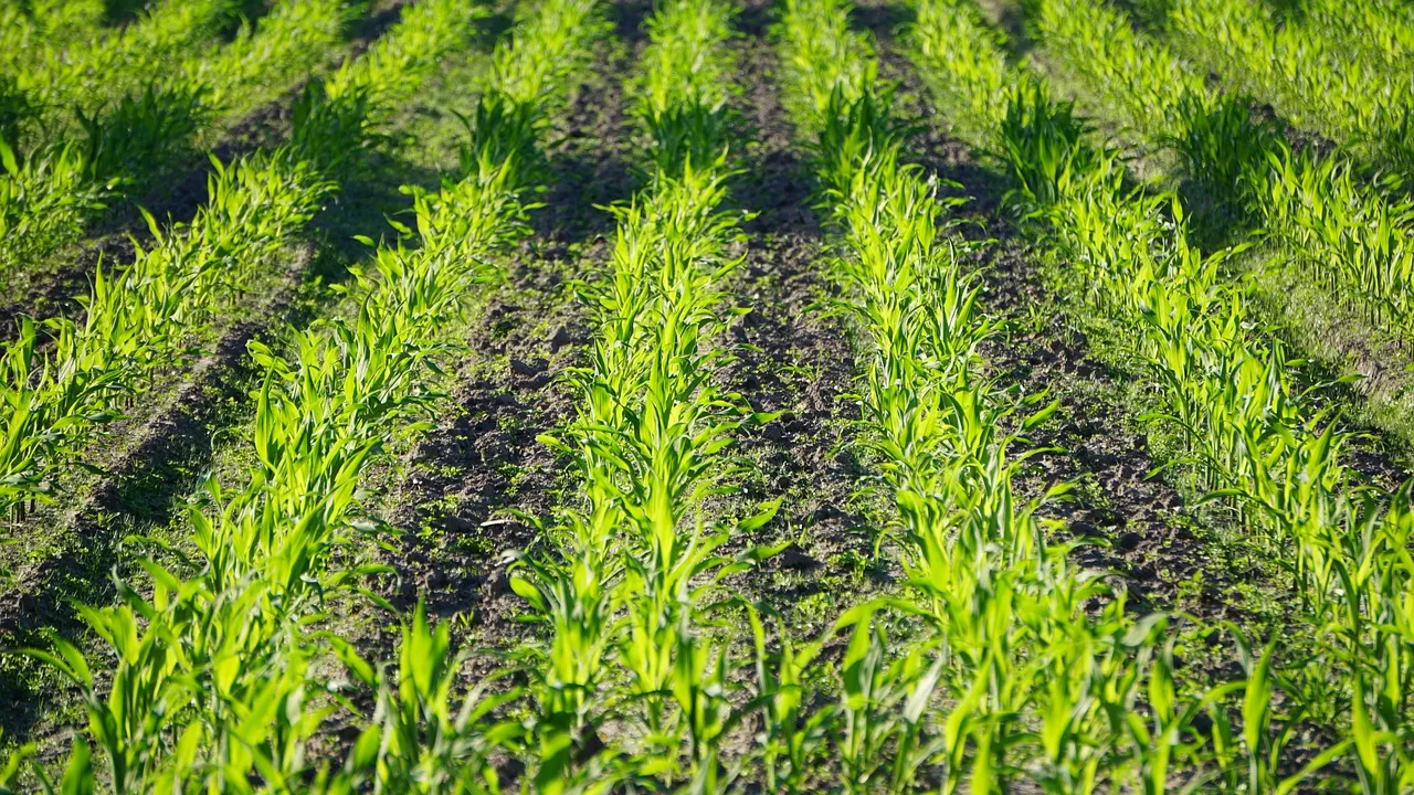 El cloruro de manganeso se aplica en la agricultura