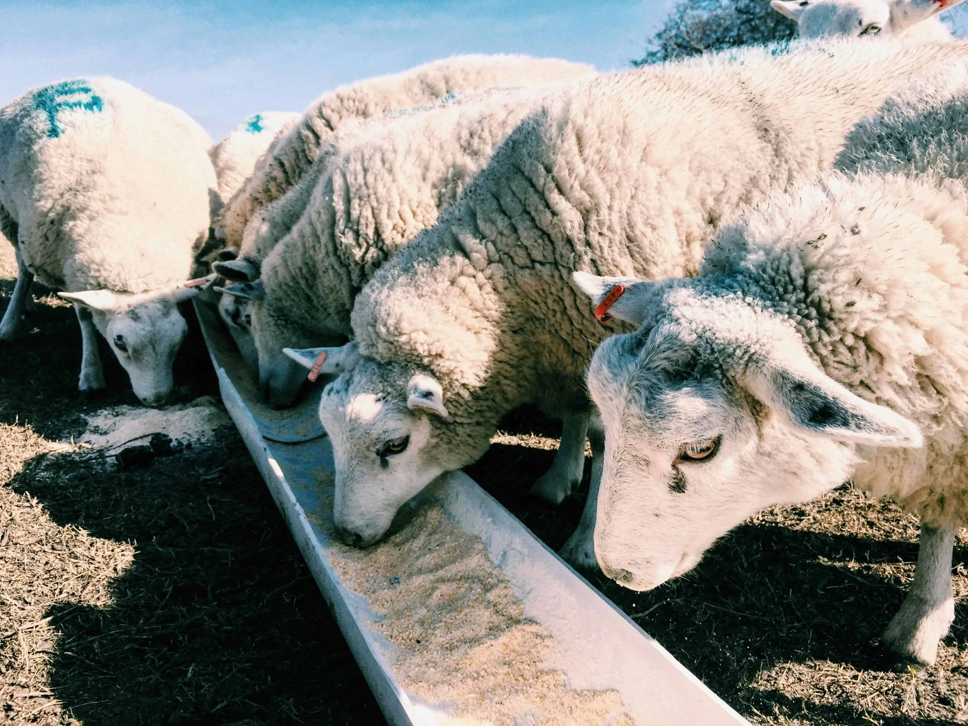 El cloruro de manganeso se aplica en la nutrición animal